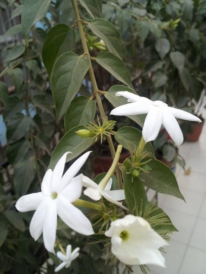 Hotel Sisters Home Kathmandu Luaran gambar